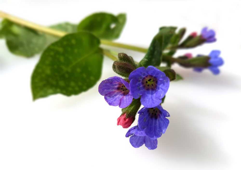 Lungwort - application and effect / Naturopathy