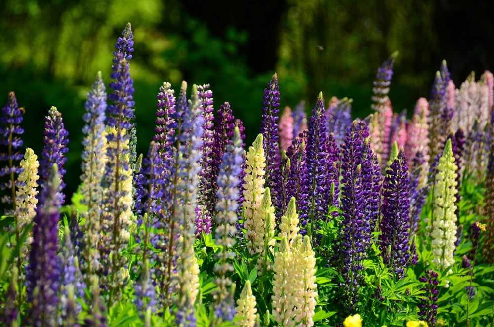 Lupine - benefits and uses