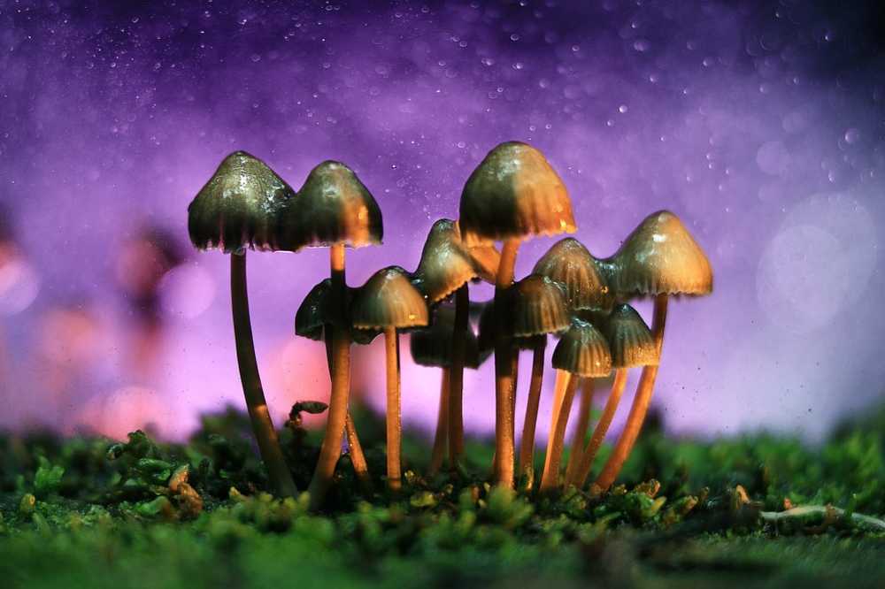 Magiska svampar Hallucinogena svampar kan behandla depression / Hälsa nyheter