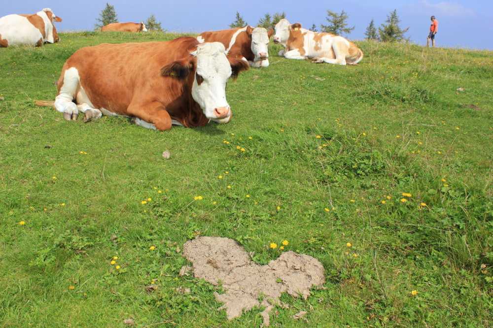 Protection contre le paludisme Une odeur de sueur devrait faire des vaches des appâts pour moustiques / Nouvelles sur la santé