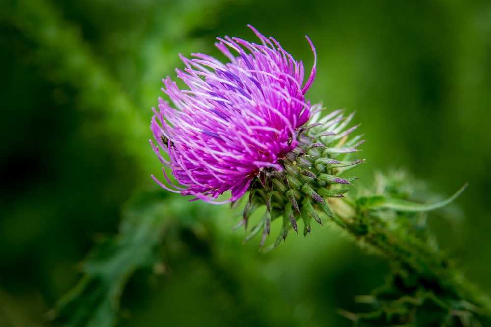 Milk thistle - effect and application / Naturopathy