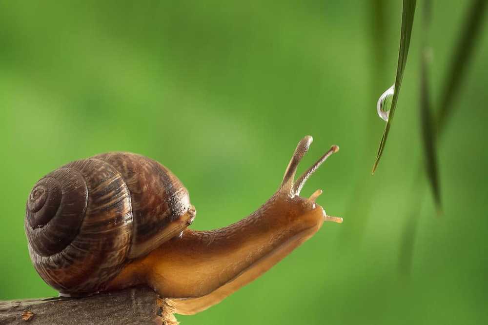 Natural Medicine Snails pourrait produire de la colle naturelle / Nouvelles sur la santé