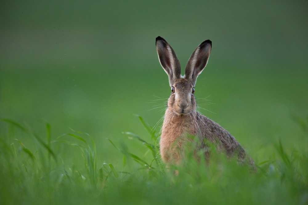 Physicians confirm the first case of hare plague in Aalen / Health News