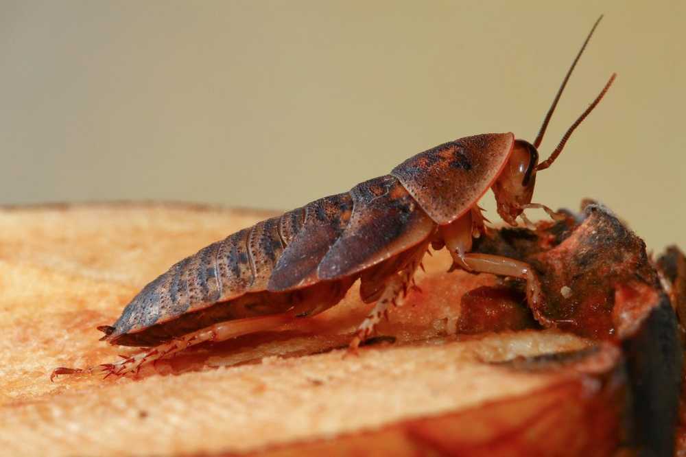 Medics remove live cockroach from a patient's head surgery / Health News