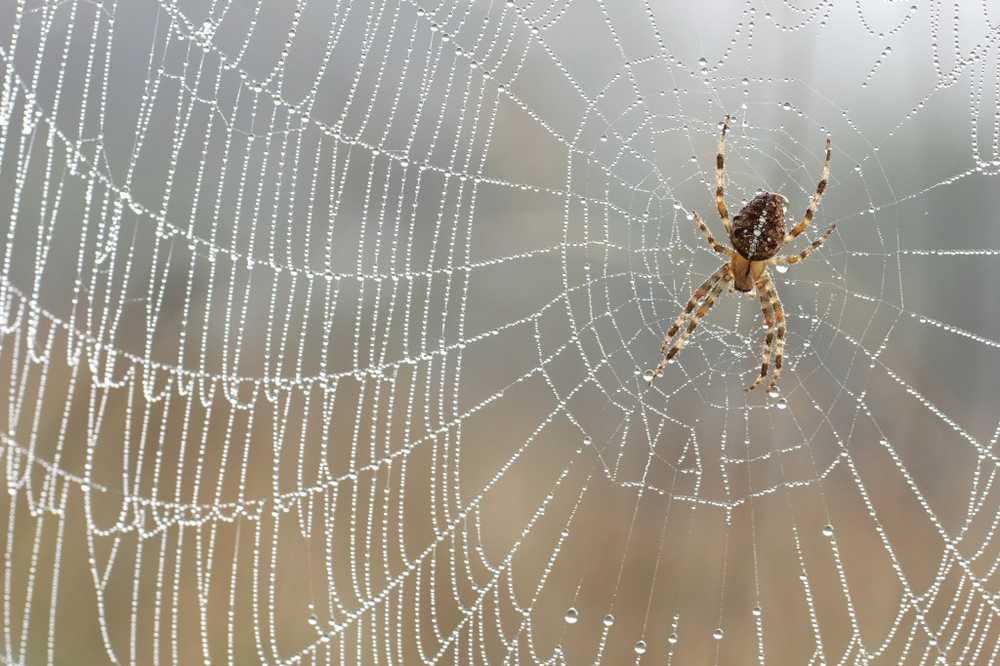 ¿Seda medicinal de araña utilizable para la reparación de nervios lesionados? / Noticias de salud