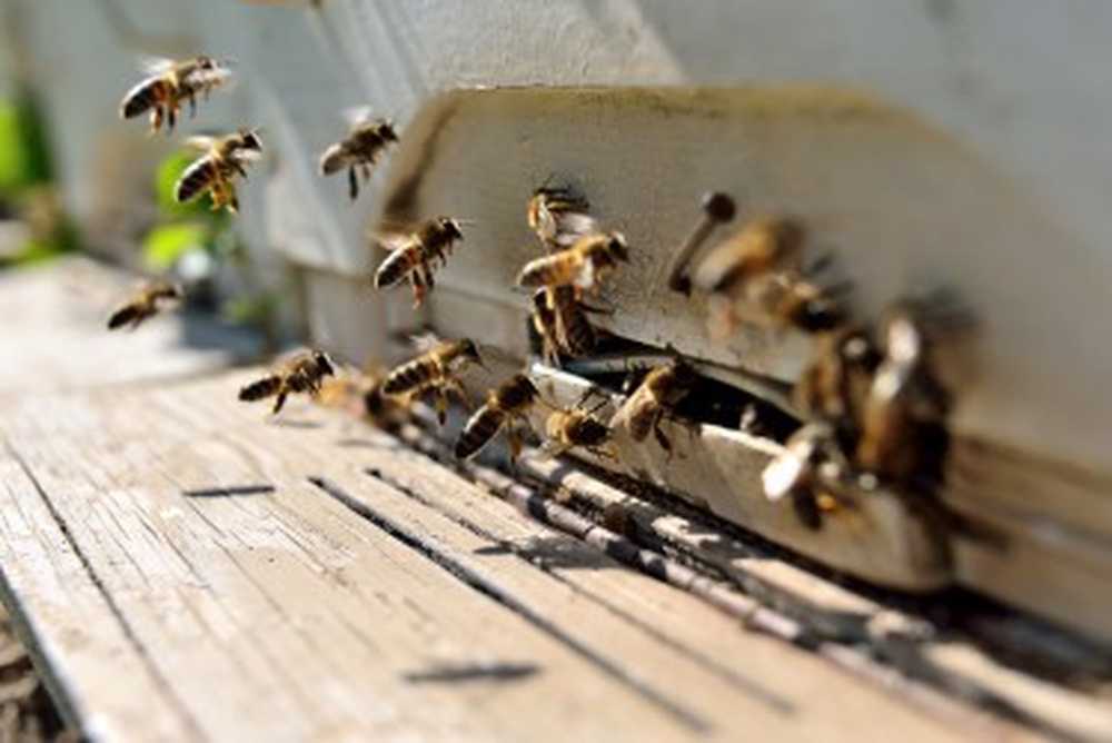 Remedies for bee dying Research discovers new drug against parasites / Health News