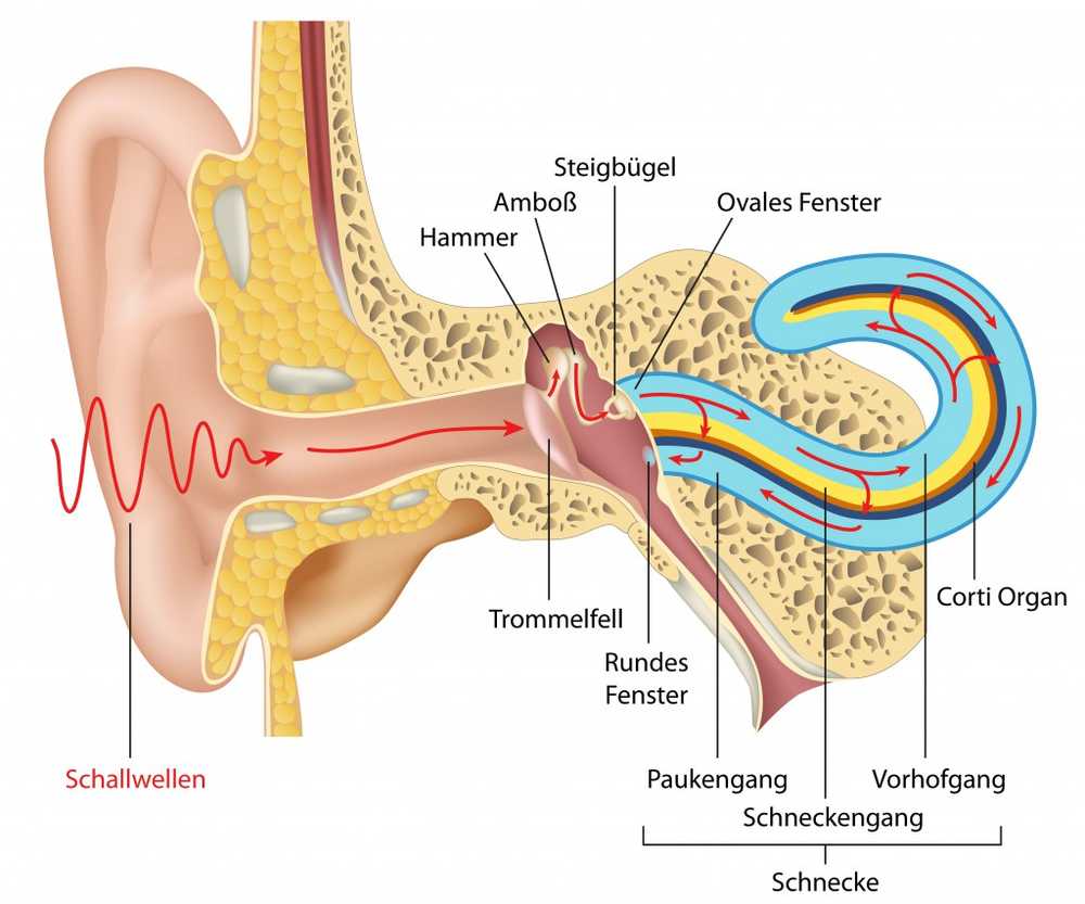Inflammation de l'oreille moyenne, symptômes et traitement / maladies