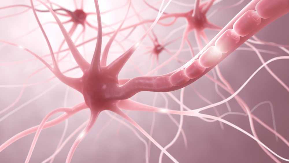 Multiple sclerosis The phagocytes are overwhelmed in old age / Health News