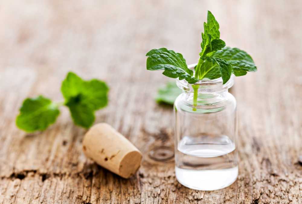 Natuurlijke muntoliën zijn goed voor hoofdpijn / Gezondheid nieuws