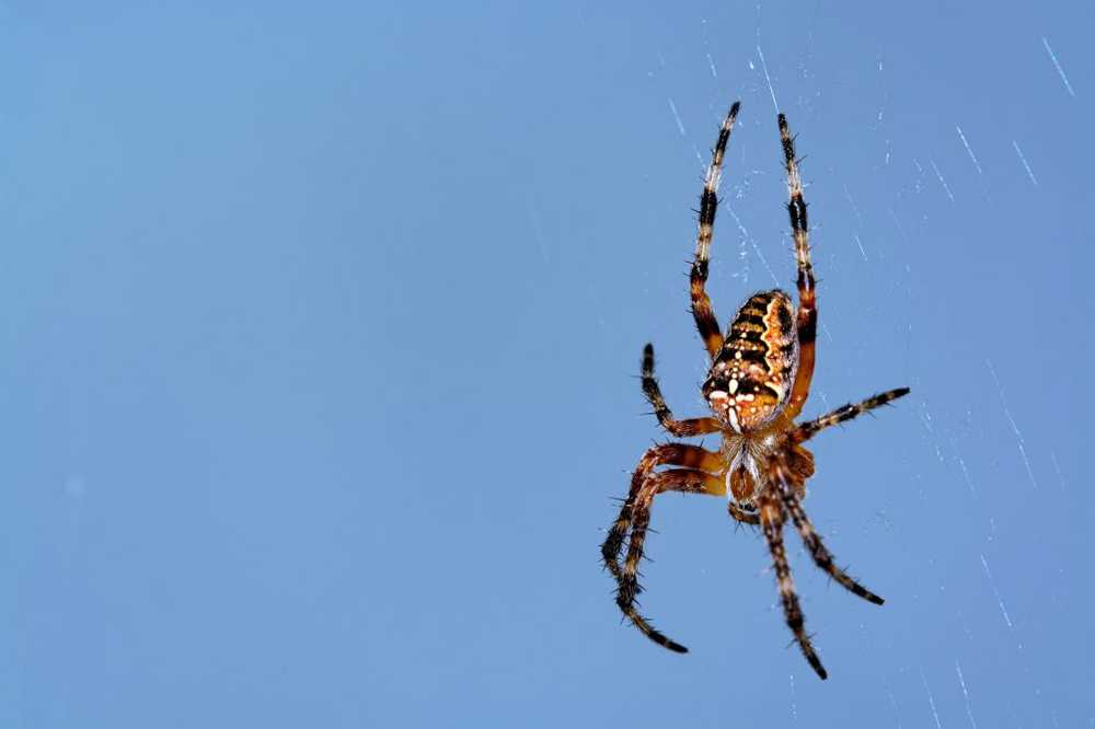 Natuurlijk hartweefsel met gereproduceerde spinzijde - hoop voor hartpatiënten / Gezondheid nieuws