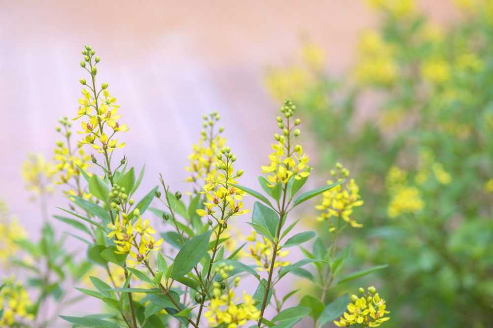 Naturen kan fungera Den medicinska växten Galphimia glauca har en effekt på ångestsjukdomar / Hälsa nyheter