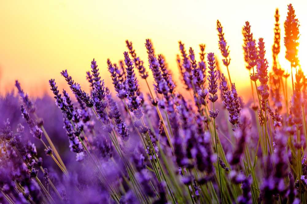 La lavanda naturopatica rilassa e allevia l'ansia e il sonno / Notizie di salute