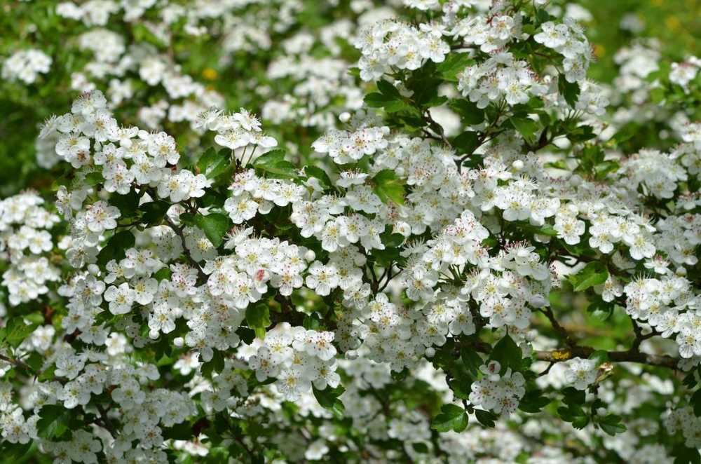 Nieuwe beperking op formuleringen van meidoornbladeren met bloemen / Gezondheid nieuws