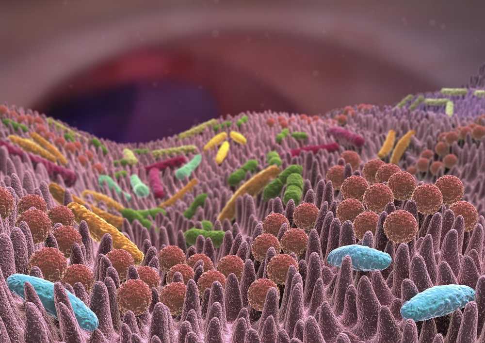 New study Helicobacter pylori infections affect our small intestinal flora