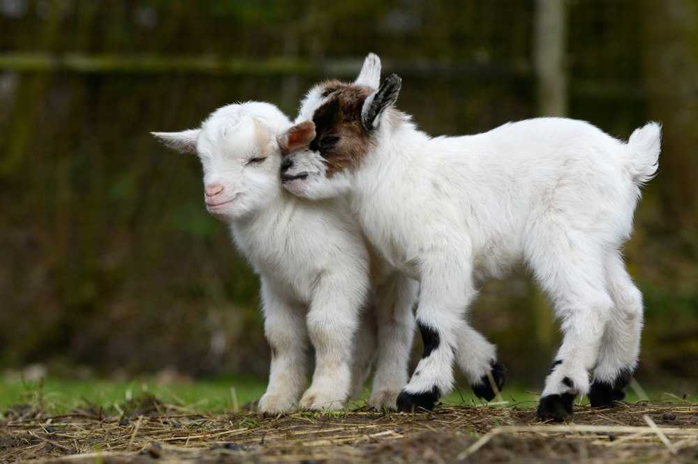 New yoga trend Relax with goats during Goat Yoga / Health News