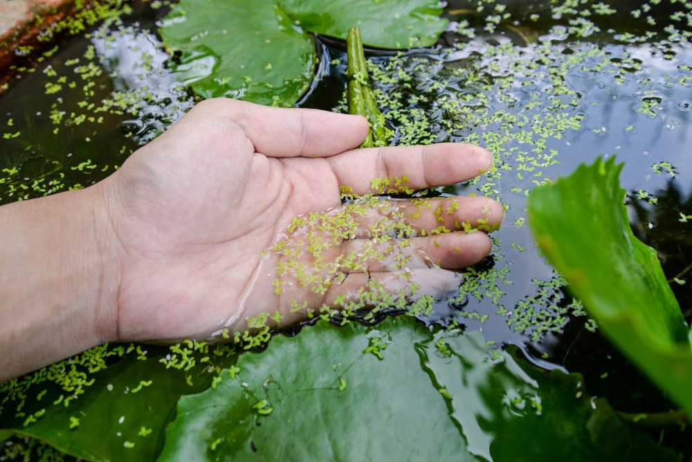 ¿Nutriendo vegetales de la lenteja de agua del estanque del jardín, perfectos para la nutrición humana? / Noticias de salud