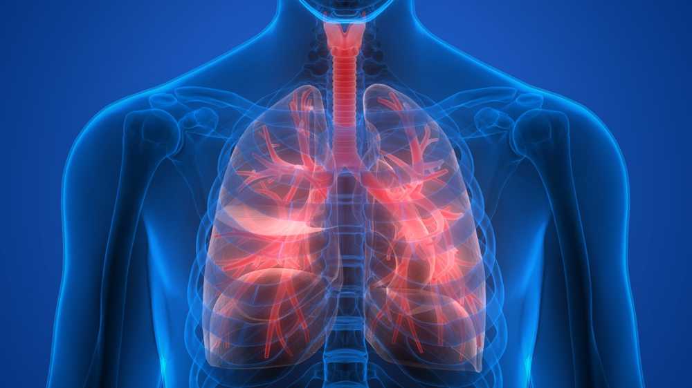 Not just for breathing Researchers reveal undiscovered lung function / Health News