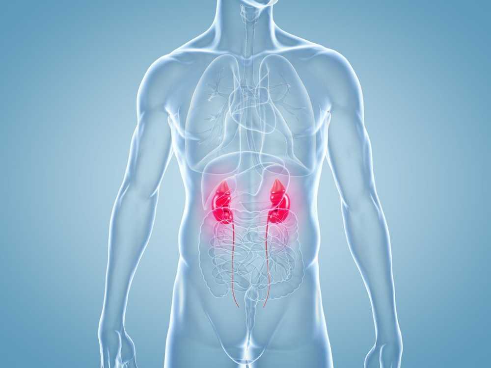 Kidney damage in diabetes prevented by new drugs? / Health News