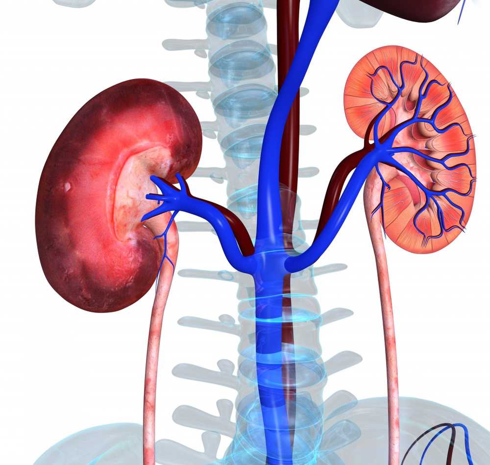 Kidney failure What therapy can help? / Health News