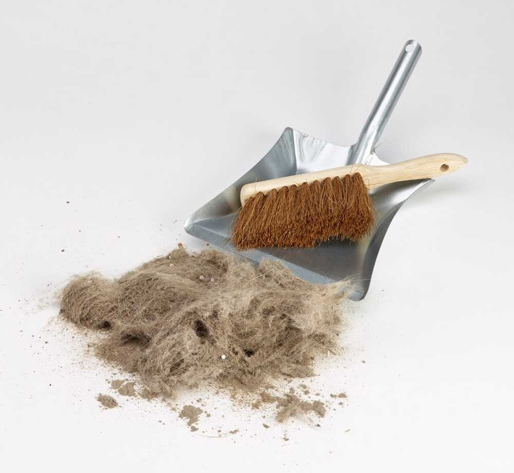 Normal house dust could trigger overweight / Health News