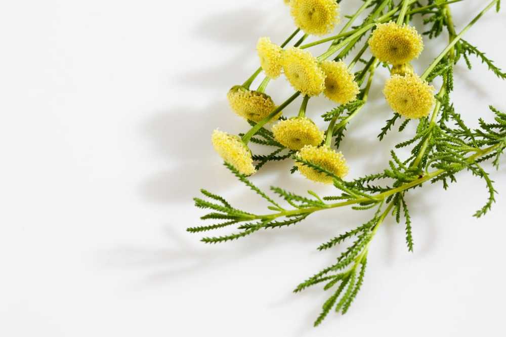Olive herb - application, effets et recettes