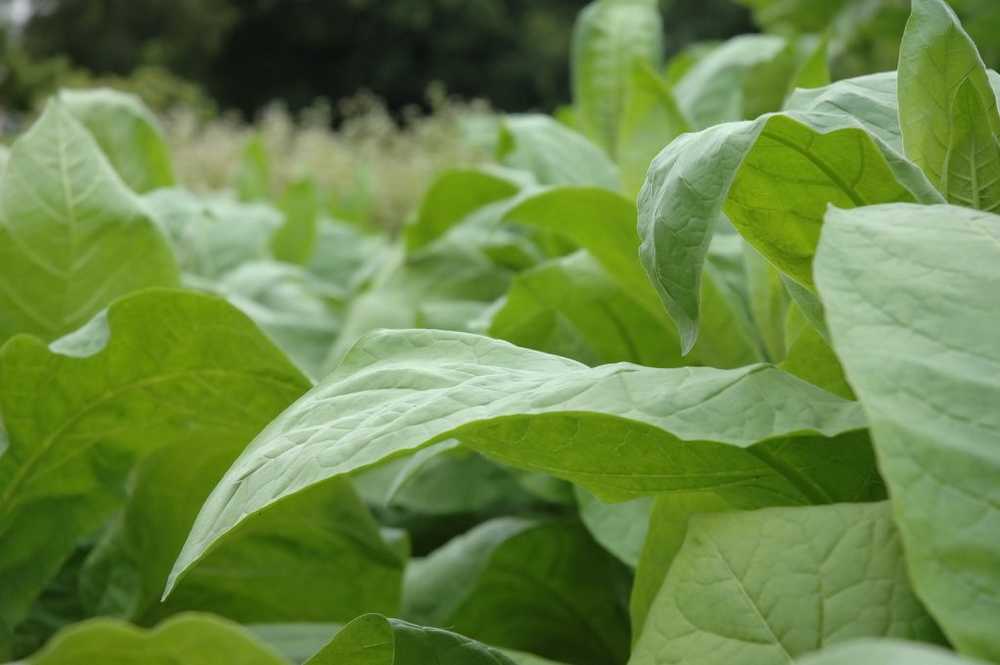 Plantas utilizadas para la producción de anticuerpos contra el virus de Marburg. / Noticias de salud