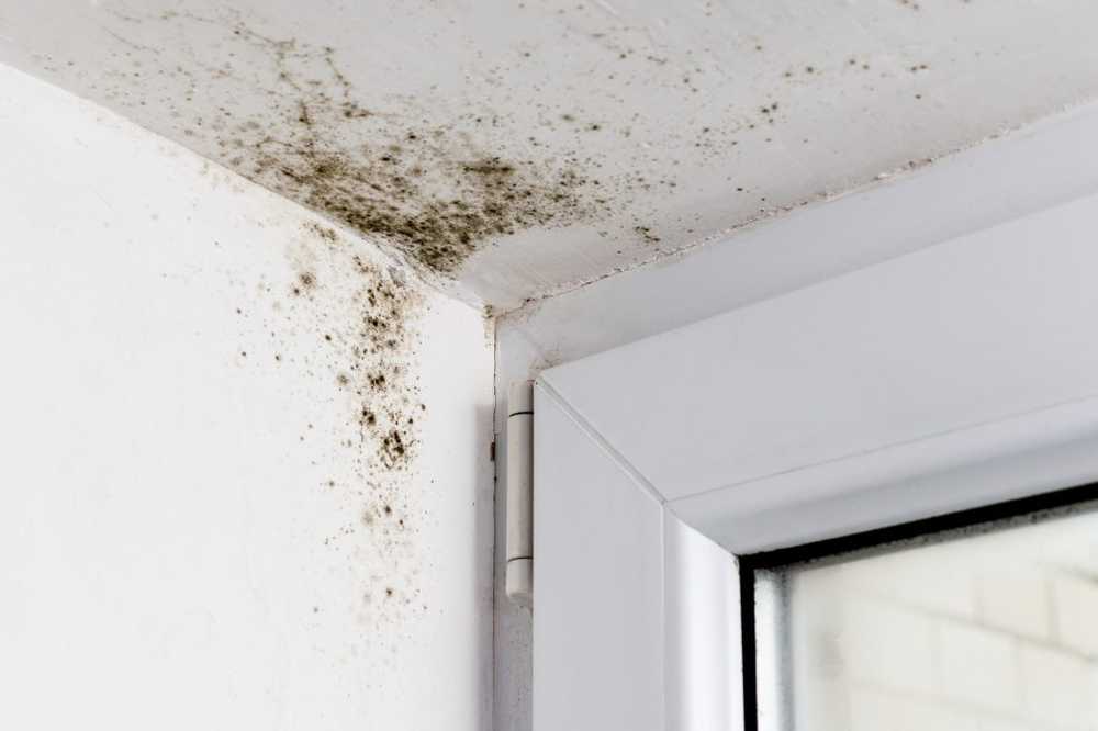 Mold fungus infections For this reason, mold is so dangerous / Health News