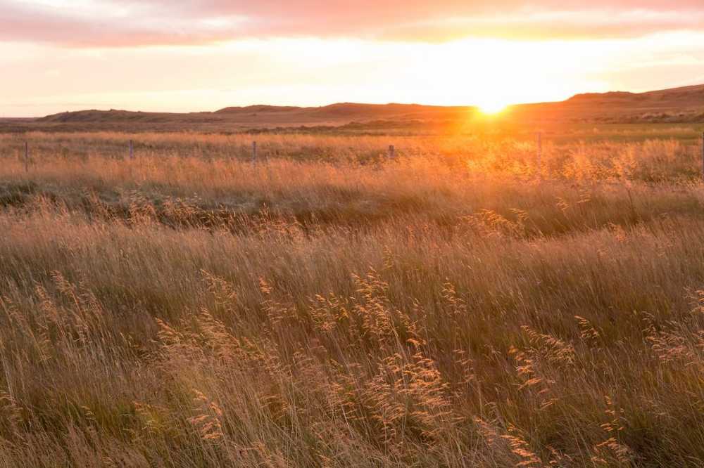 Pollenallergi Nästa stora blommande fas börjar / Hälsa nyheter