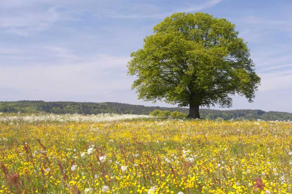 Pollen allergy and hay fever