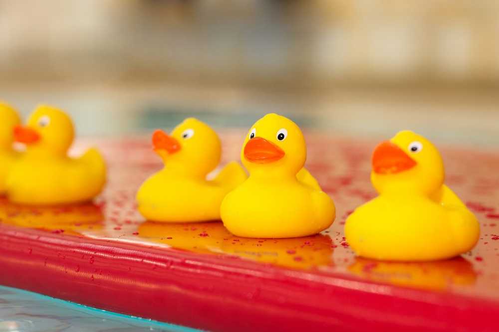 Squeaky ducks a health risk In ducklings lurk millions of germs / Health News