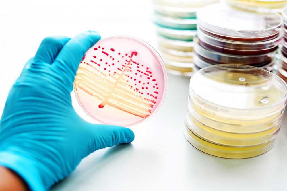 Resistance Efficient antibiotic therapy developed against resistant pathogens / Health News