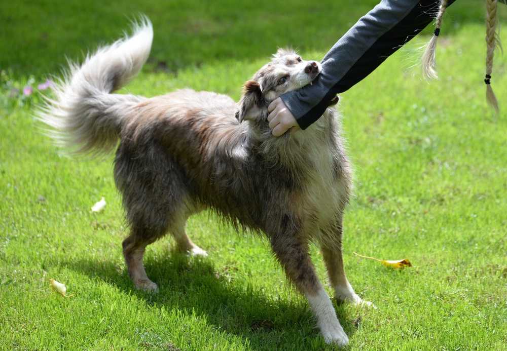 Risico's onderschatten vaak dierenbeten om niet lichtvaardig te nemen / Gezondheid nieuws