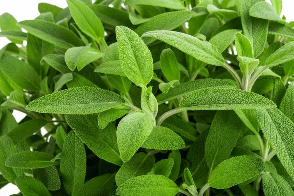 Sage - application, effects and recipes / Naturopathy