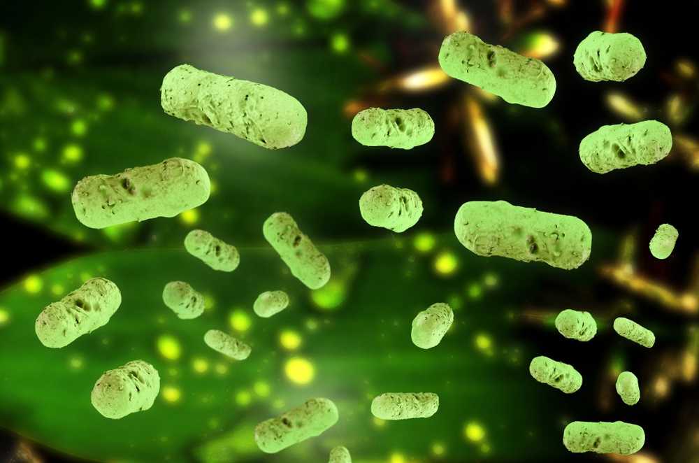 Salmonella Bacteria Campanie de recuperare a ouălor la Aldi, Penny și altele / Știri despre sănătate