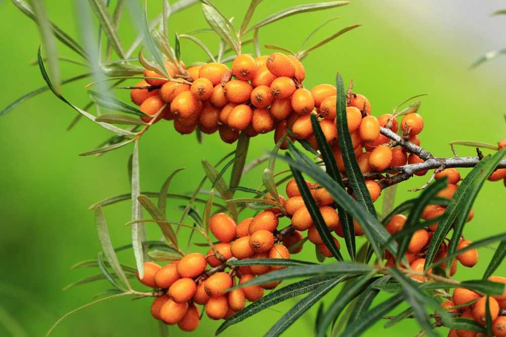 Sea buckthorn - ingredients, healing properties and tips for your own cultivation / Naturopathy