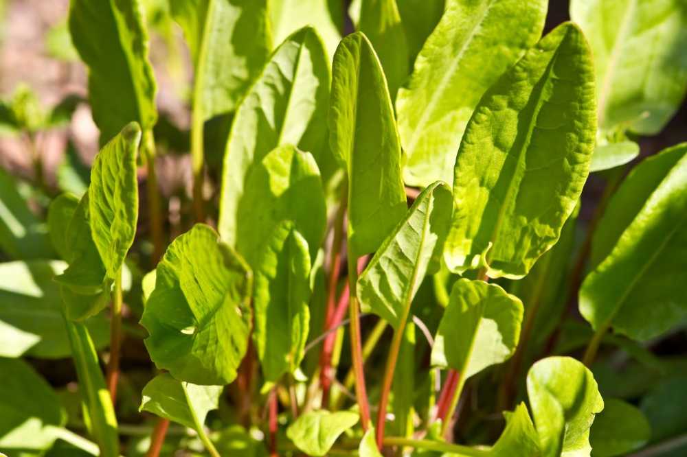 Sorrel Time Faites toujours attention aux jeunes feuilles / Nouvelles sur la santé