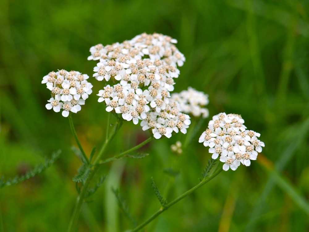 Yarrow - effect and application