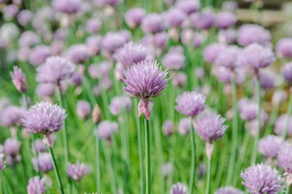 Chives - effects, use, cultivation and care