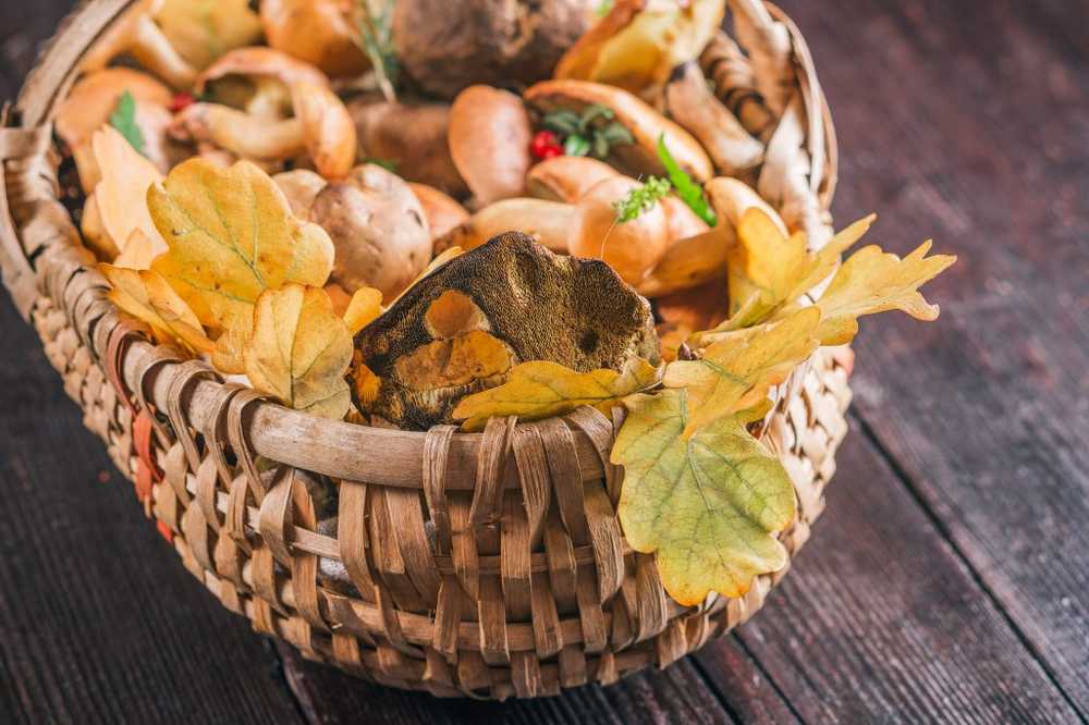 Même 30 ans après Tchernobyl De très nombreux champignons fortement contaminés par la radioactivité / Nouvelles sur la santé