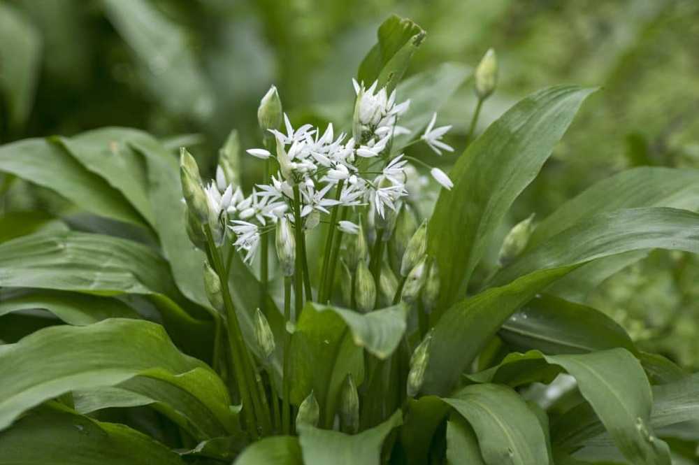 Lethal risk of confusion Beware of wild garlic picking / Health News