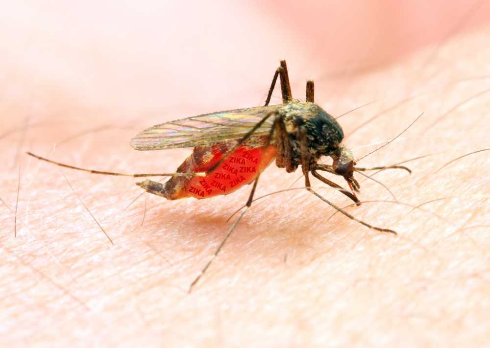 Vet infected First West Nile virus infection reported in Germany / Health News