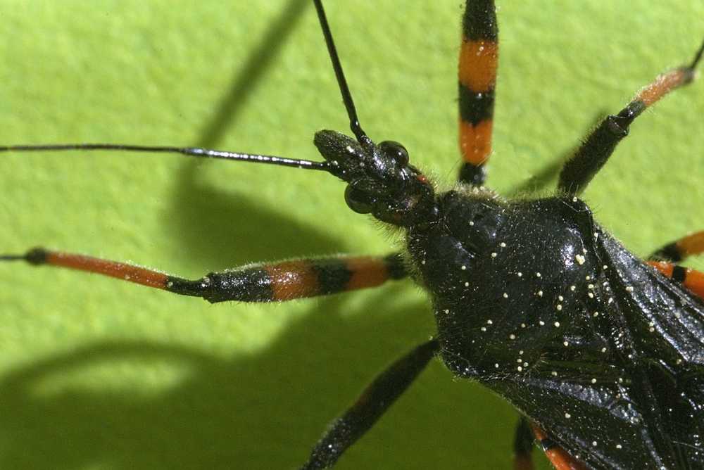 Tropisk sykdom spilder over til Europa Predator bugs overføre den farlige Chagas sykdommen / Helse Nyheter
