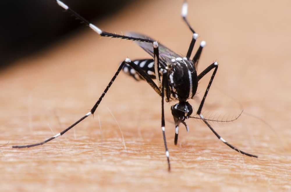 Tropiska sjukdomar som gul feber, dengue och Zika snart också i Tyskland? / Hälsa nyheter