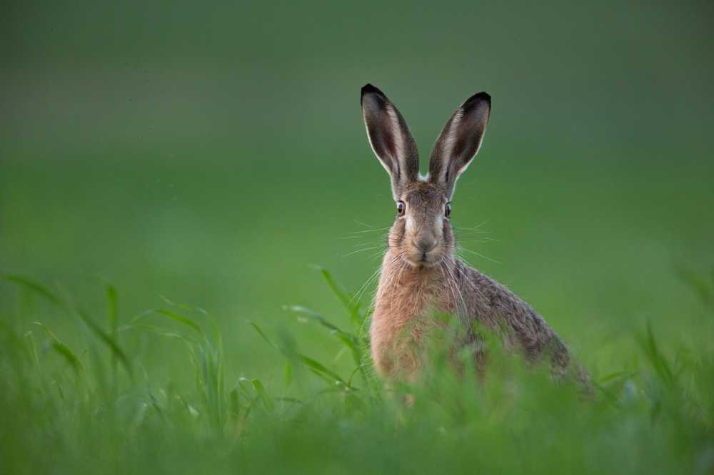Tularemia hounds could be hidden transmitters of the hare's plague / Health News
