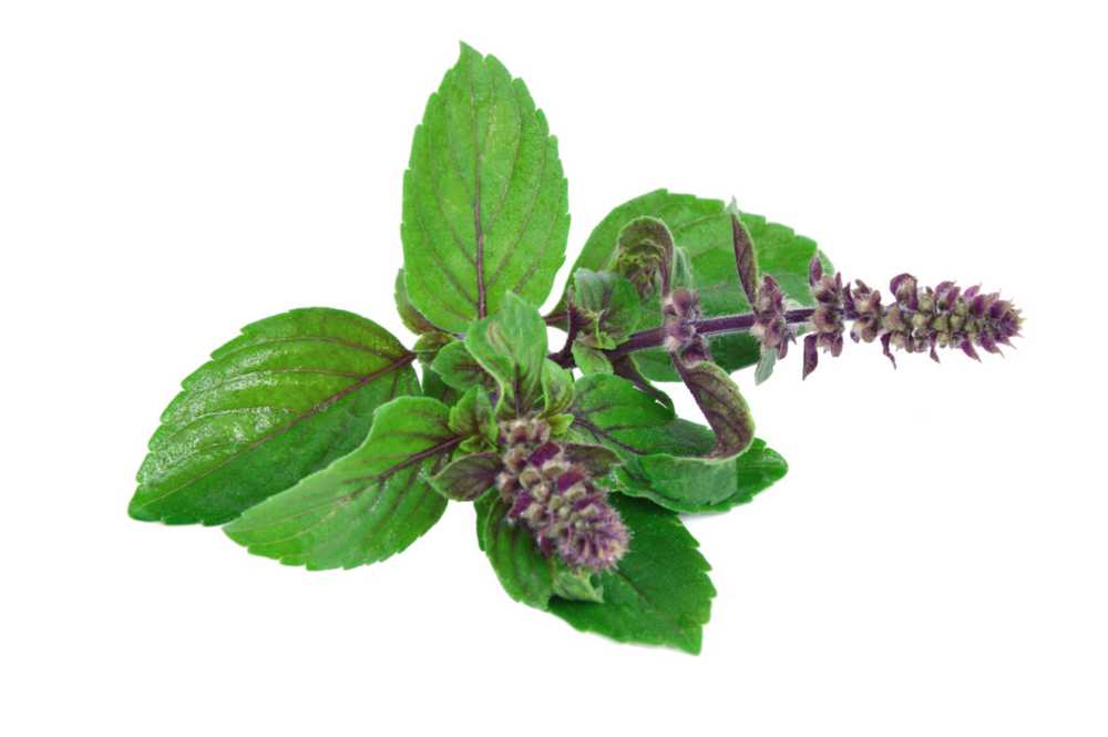 Tulsic herb (Indian basil) - ingredients, effects, recipes