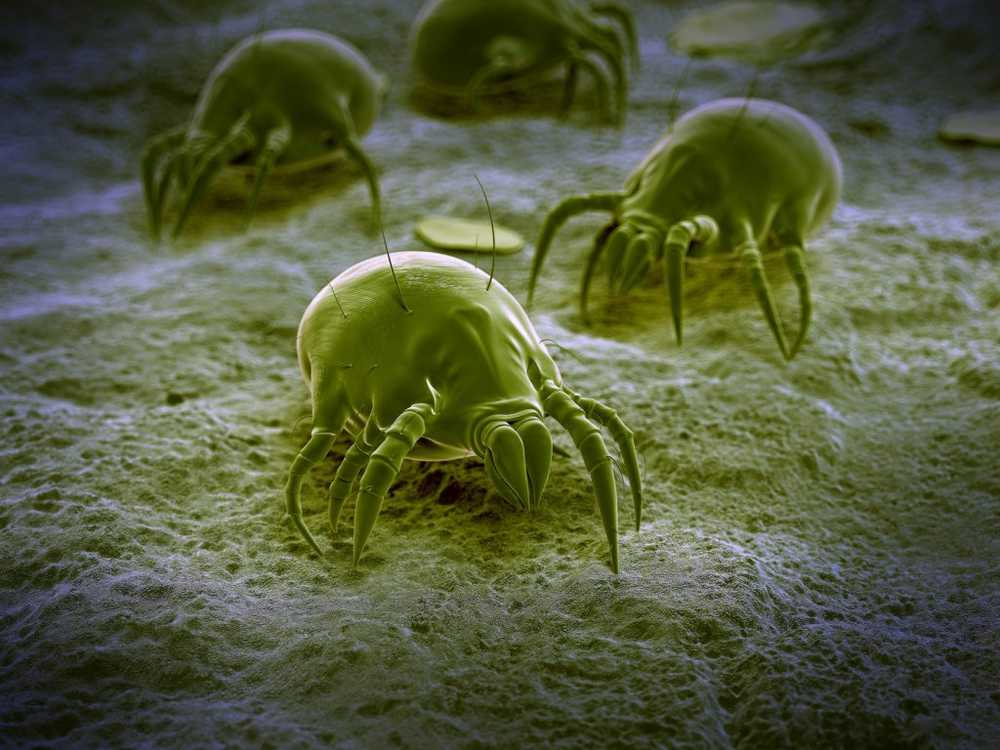 Frenzied house dust mites Why suffer from allergies currently most / Health News