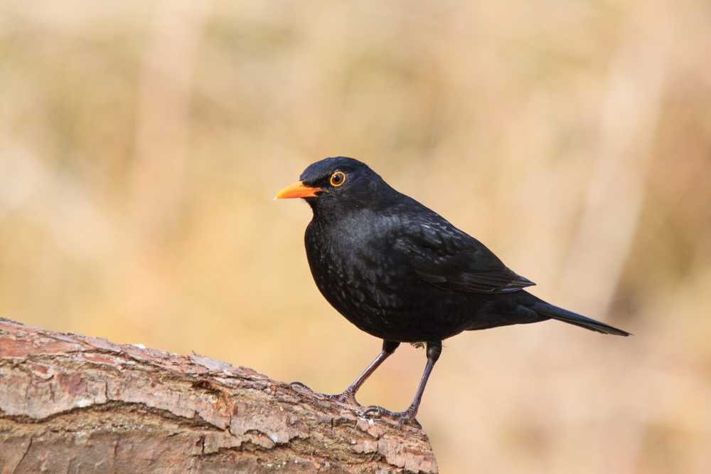 Increased blackbird death Usutu virus infections this year particularly prevalent / Health News