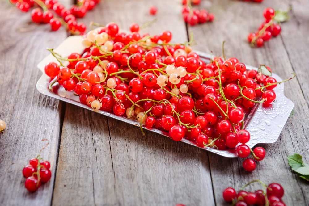 Vitamin bombs Currants are extremely rich in vitamins and minerals / Health News