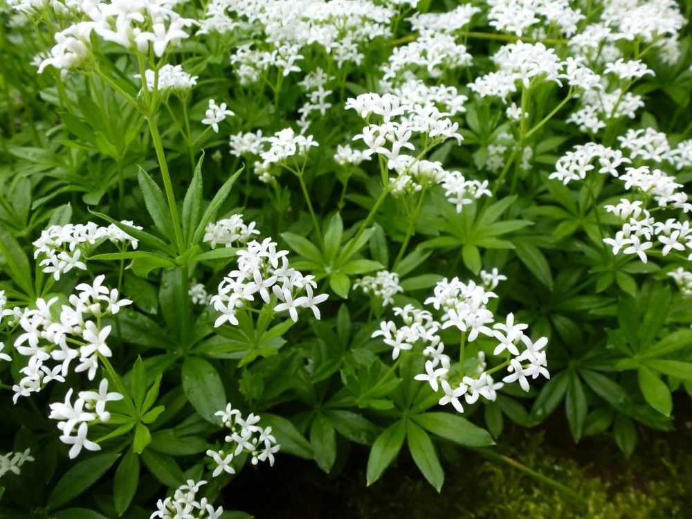 Woodruff - effect, use and cultivation