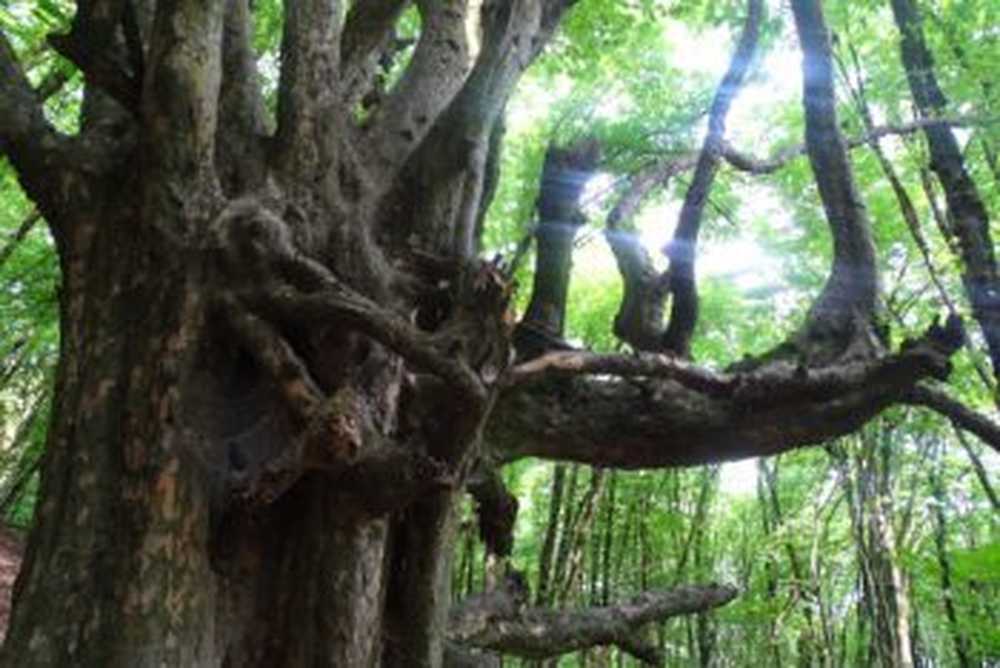 Forest Therapy from Asia - Hoe bomen mensen kunnen waarschuwen / Gezondheid nieuws